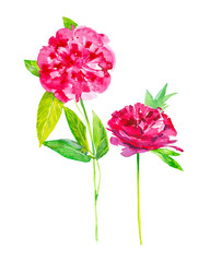 Set of two peony flowers. Watercolor illustration isolated on white background