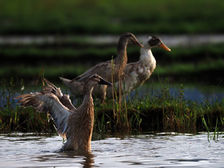 ducks enjoy swimming
