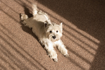 West highland white Terrier lies at home on the carpet