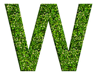 Alphabet letter W made of green grass and clovers. Letter isolated on white background