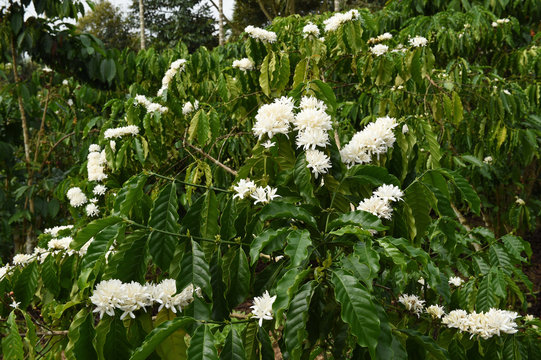 Coffee tree blossom with white color flower close up view                   
