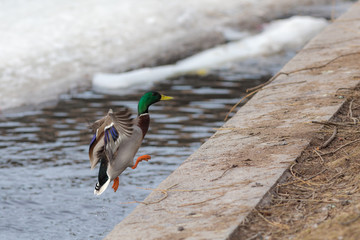 duck over the river with melting ice