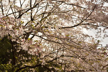 満開の桜