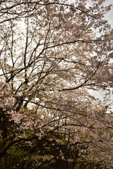満開の桜
