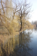 Willow branches hang over the water. Early spring.