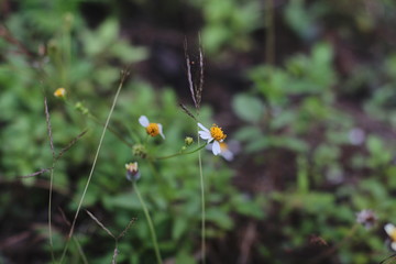 butterfly on flower
