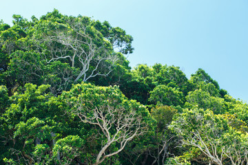 Texture of branches tropical forest. Tree background.