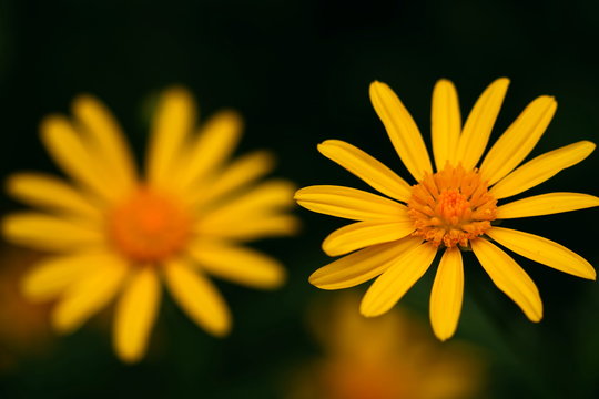Selective focus on right yellow daisy with left one blurred in the background, Euryops chrysanthemoides.
