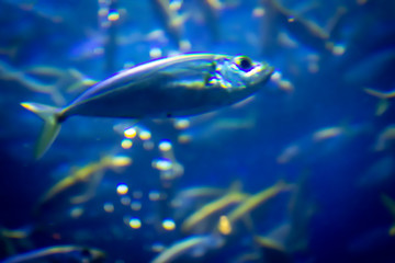 A lot of fish in a large decorative aquarium.