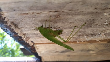 Animals  natural  green 