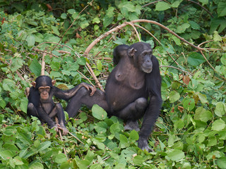 Chimpanzee (Pan troglodytes)