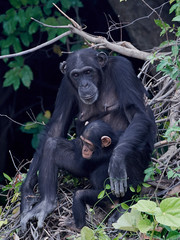 Chimpanzee (Pan troglodytes)