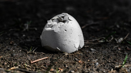 Obraz premium Frisch geschlüpft