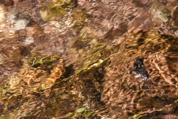 Textures and colors in the creek.