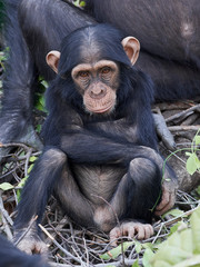 Chimpanzee (Pan troglodytes)