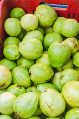 image of green guava for sale