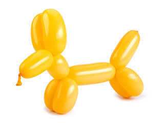 Yellow twisted balloon dog isolated on white background. - 259064454