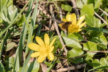 Yellow flower in grass with butterfly moth.