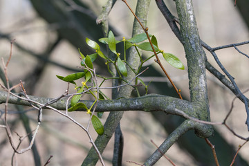 Young green mistletoe on a tree branch.