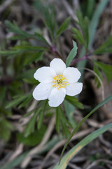 White flower anemone flower blooming.