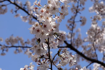 桜の花