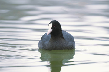 Coot swimming (Fulica atra) Close up Eurasian Coot