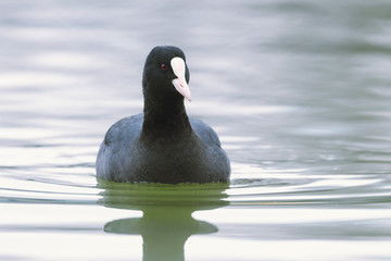 Coot swimming (Fulica atra) Close up Eurasian Coot
