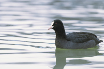 Coot swimming (Fulica atra) Close up Eurasian Coot