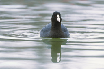 Coot swimming (Fulica atra) Close up Eurasian Coot