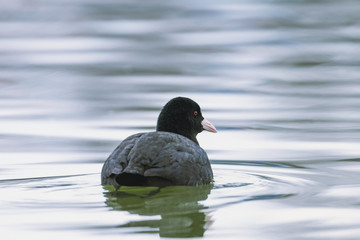 Coot swimming (Fulica atra) Close up Eurasian Coot
