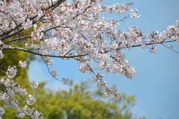 Cherry blossoms are in full bloom