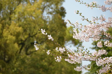 Cherry blossoms are in full bloom