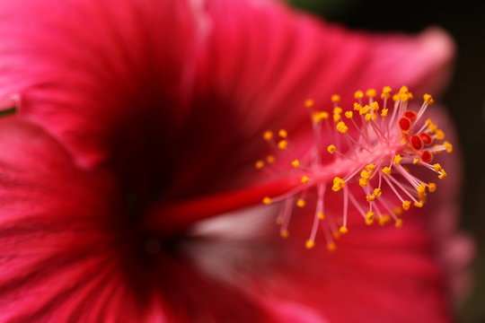 Beautiful red Hibiscus flower showing close up of petals and stigma and anthers.
