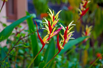 beautiful bright tropical flowers of Asia 