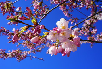 Delicate and beautiful cherry blossom on blue background. Sakura blossom.