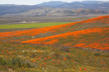 Antelope Valley California Poppy Reserve