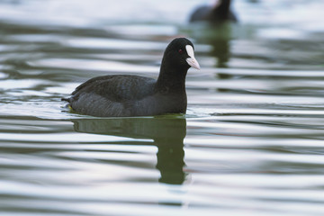 Coot swimming (Fulica atra) Close up Eurasian Coot