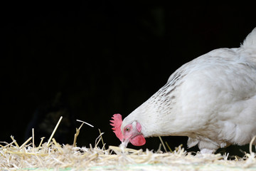  white  hen standing in strawin the shed