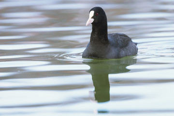 Coot swimming (Fulica atra) Close up Eurasian Coot