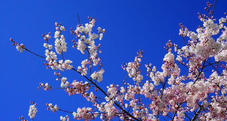 Delicate and beautiful cherry blossom on blue background. Sakura blossom.