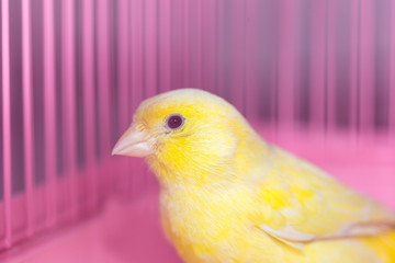 beautiful yellow canary in a cage