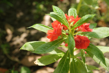 Impatiens balsamina