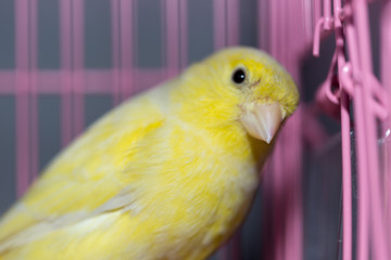 beautiful yellow canary in a cage