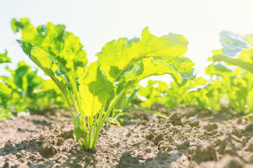 Sugar beet field. Green sugar beets in the ground.