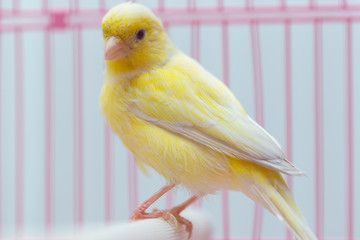 beautiful yellow canary in a cage