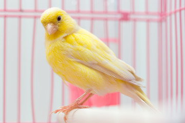 beautiful yellow canary in a cage