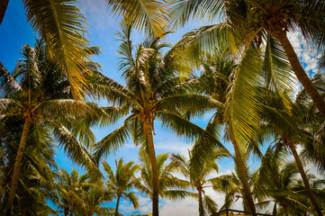 Fototapeta na wymiar Palmen Karibik Strand Mexiko