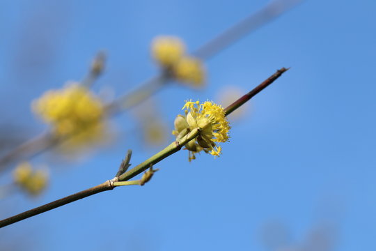 Kostbare Natur - Detailaufnahme einer Bl&uuml;te der Heilpflanze Kornelkirsche mit Textfreiraum