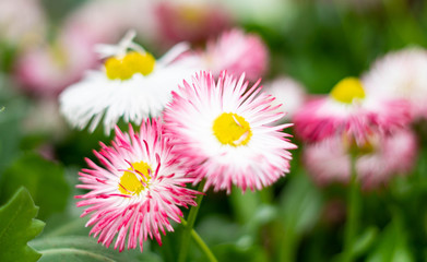 White and pink flowers in a garden