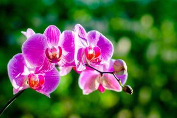 Fototapeta na wymiar Purple Orchid branch on green natural background 